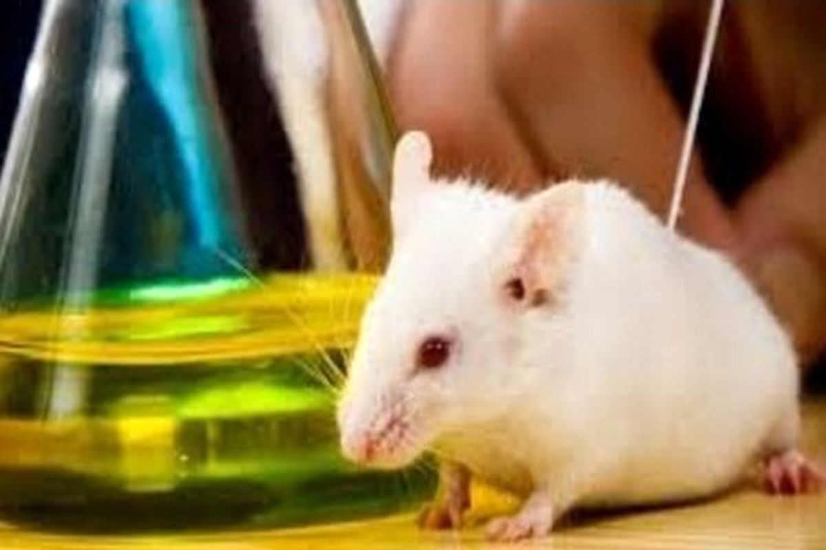 موش آزمایشگاهی