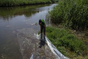 رها سازی ماهی برای مقابله با پشه آئدس در بندرعباس