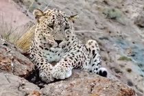 ثبت تصویر بزرگ‌ترین پلنگ دنیا در ارتفاعات سالوک خراسان شمالی + فیلم