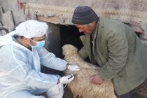 پوشش واکسیناسیون دام‌ها در مازندران به بیش از ۹۶ درصد رسید
