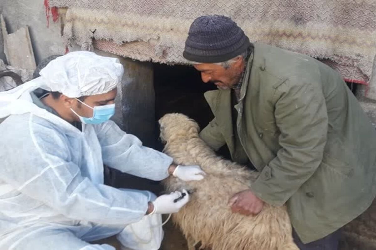 واکسیناسیون دام