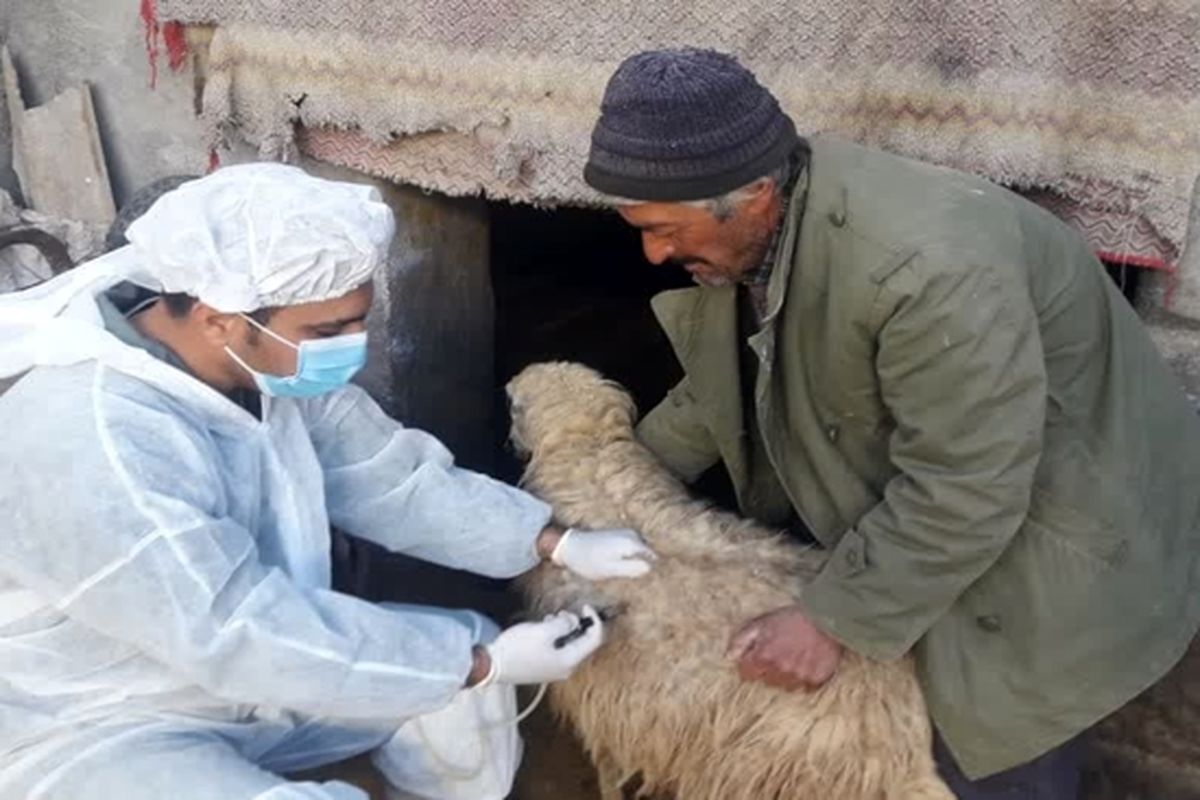 واکسیناسیون دام