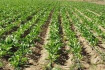 آغاز طرح اصلاح الگوی کشت در هرمزگان