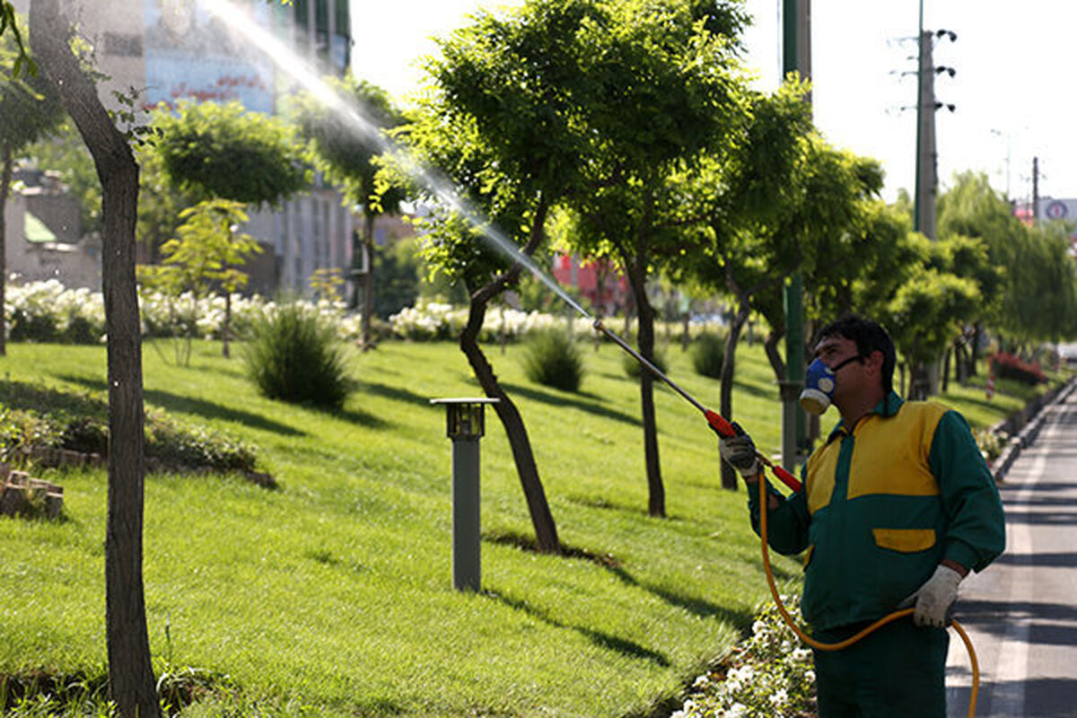 سم پاشی درختان