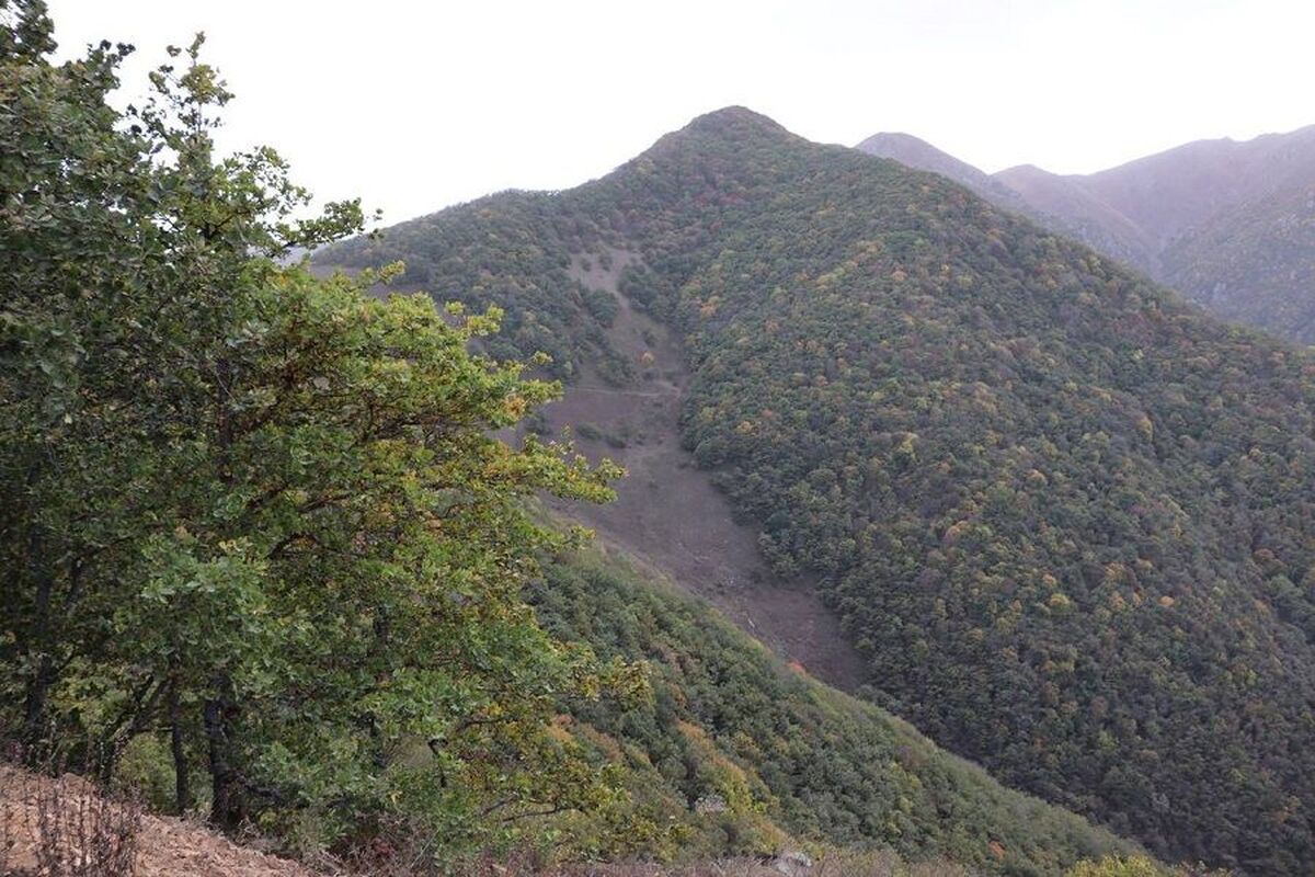 جنگل دیزمار