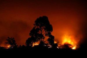 حریق در جنگل های پرتغال جان 19 نفر را گرفت