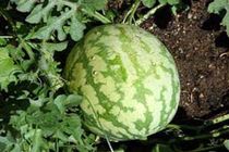 "میناب" دارنده رتبه اول تولید هندوانه در هرمزگان/آغاز کشت هندوانه پاییزه در شهرستان میناب