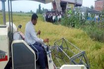 اولین برداشت مکانیزه و کشت مجدد برنج کشور در بابلسر