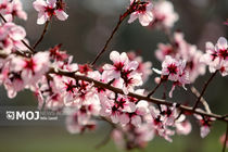 شکوفه‌هایی که در گلمکان بی‌موقع به ثمر نشستند 