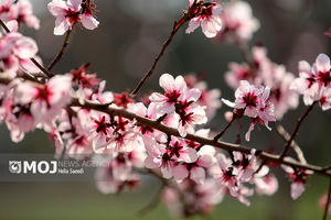 شکوفه‌هایی که در گلمکان بی‌موقع به ثمر نشستند 