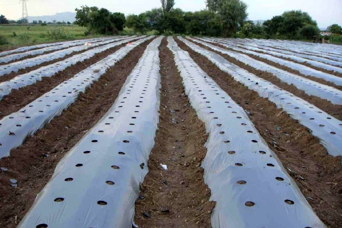 کشت زیر نایلونی