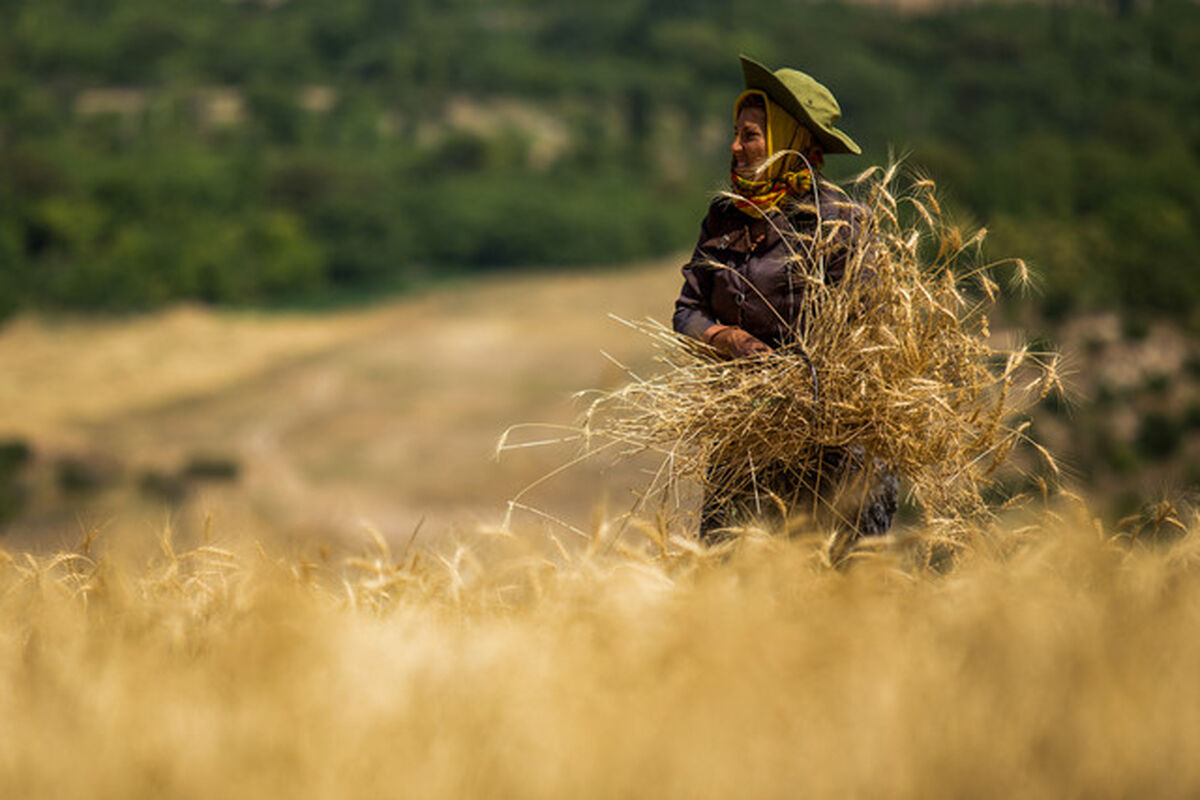 گندم‌کاران استان گلستان