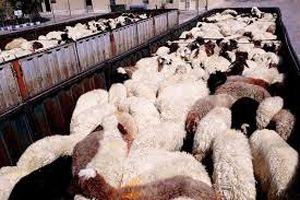 جلوگیری از خروج ۳۰۵ راس دام سبک
