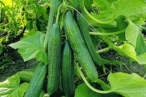 پیش بینی برداشت بیش از 3 هزار تن خیار از مزارع فریدن