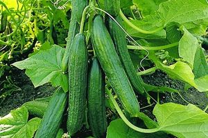 پیش بینی برداشت بیش از 3 هزار تن خیار از مزارع فریدن