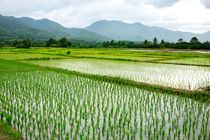 ۶۸ درصد اراضی شالیزاری مازندران نشاکاری شد