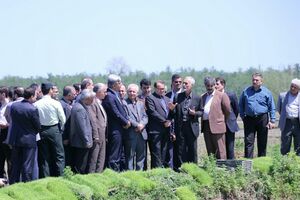 هشتم اردیبهشت زمان رهاسازی آب سد سفید رود/ضرورت انجام بیمه کشاورزی به عنوان بیمه ای حمایتی برای مزارع