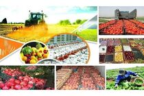 برنامه راهبردی حوزه صنایع تبدیلی و غذایی کشور تدوین شد