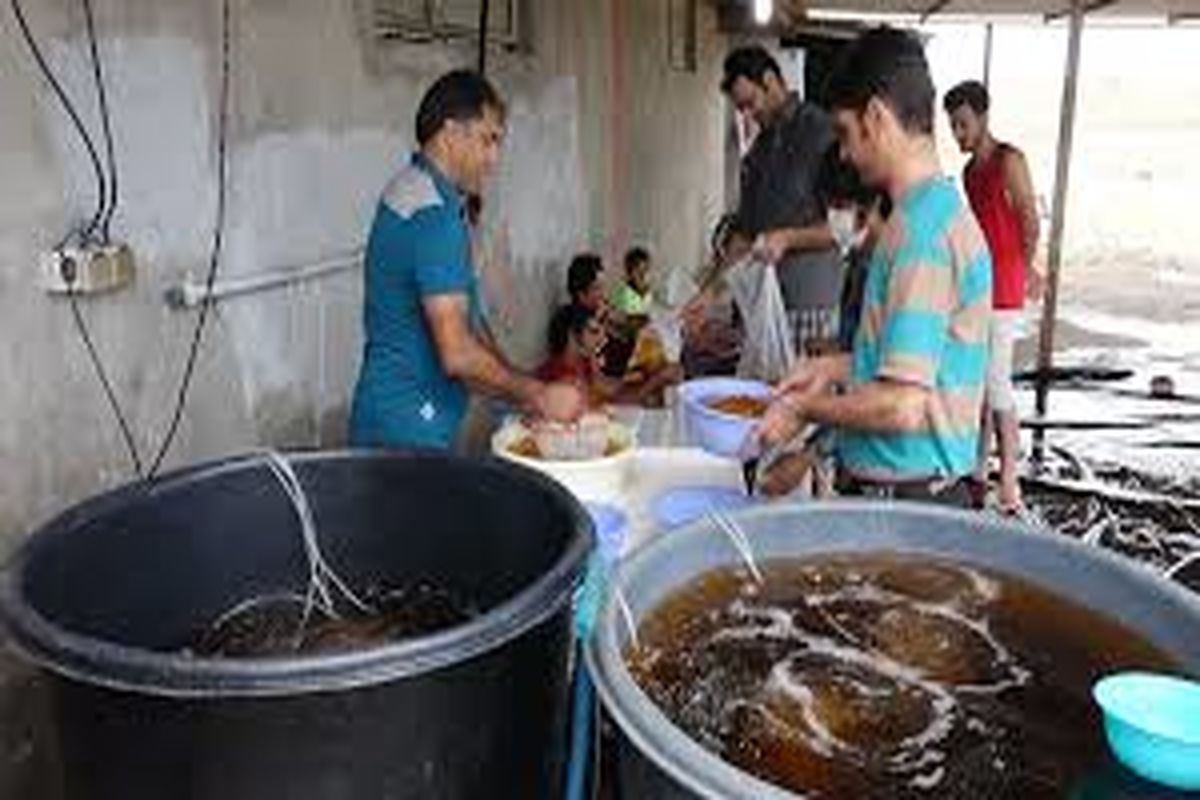 پرورش لارو میگو