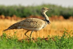 هوبره سمبل حیات وحش استان یزد/افزایش خطر انقراض هوبره با تخریب زیستگاه به بهانه برداشت معادن ماسه