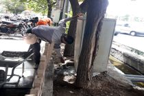 آغاز مبارزه با موش‌های فاضلاب در منطقه یک قم