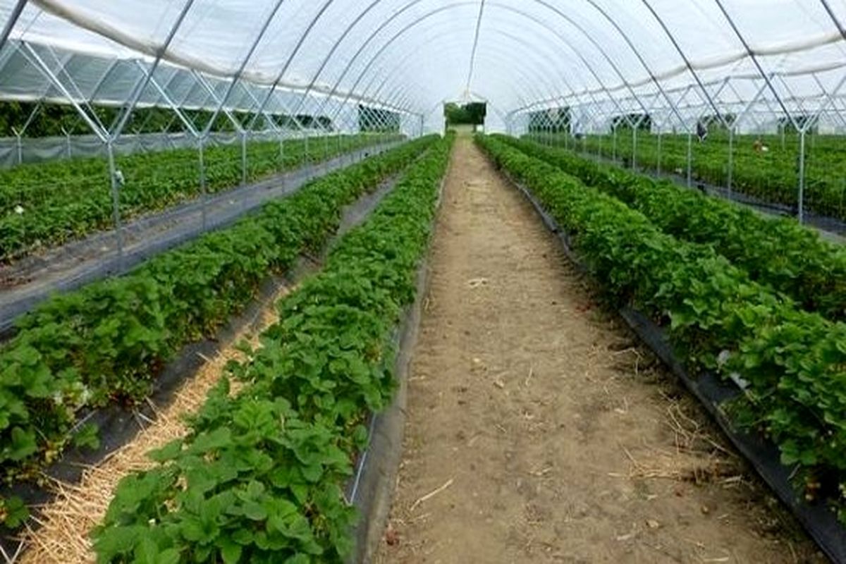 محصولات گلخانه ای