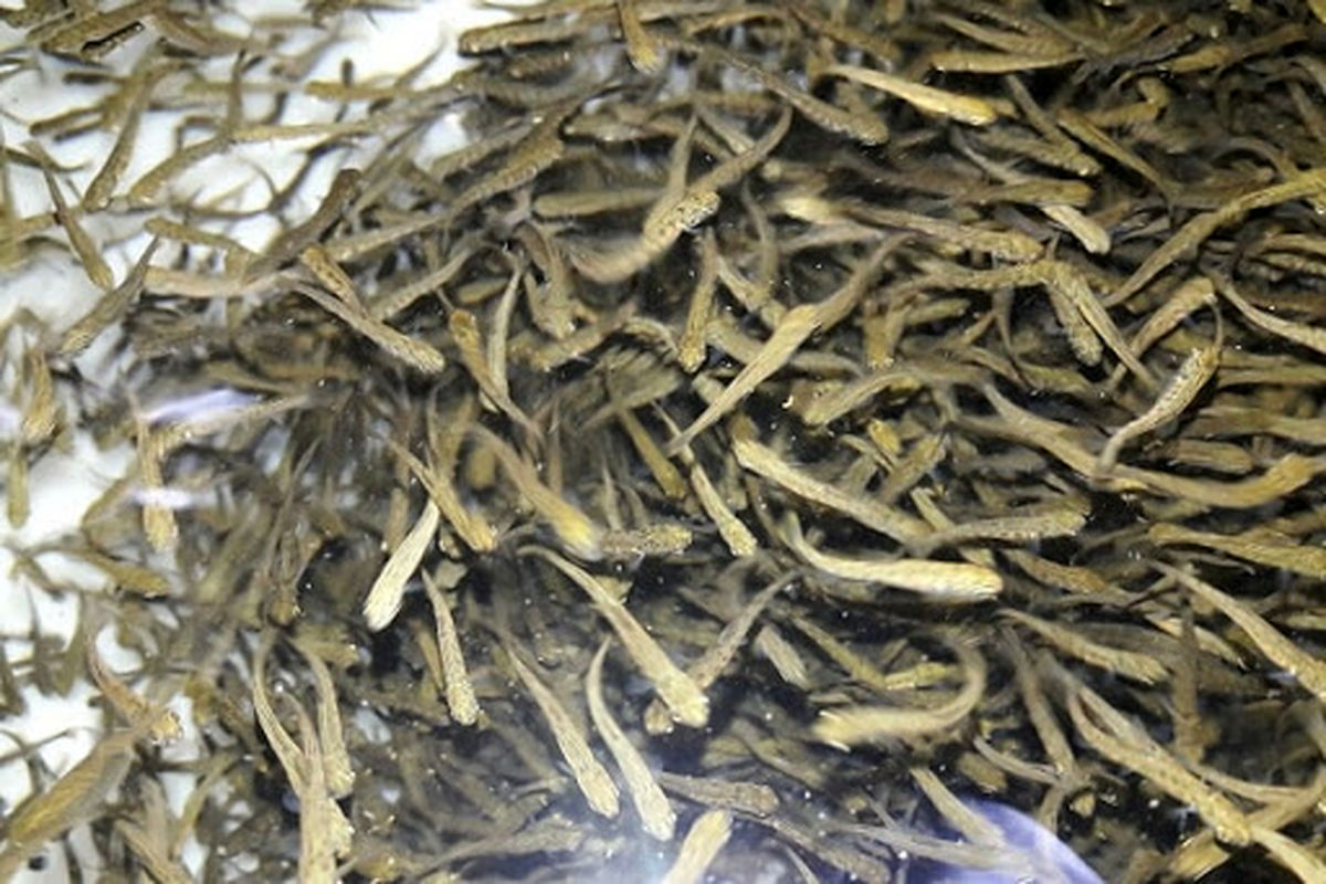 بچه ماهی قزل آلا