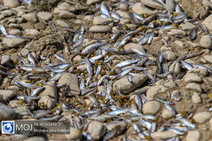 مرگ آبزیان در اثر خشک شدن زاینده رود