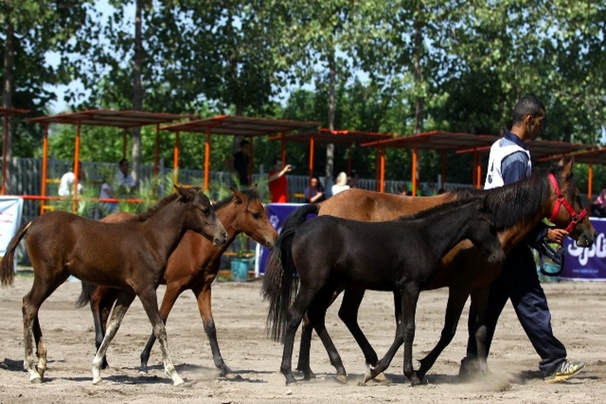 جشنواره اسب کاسپین