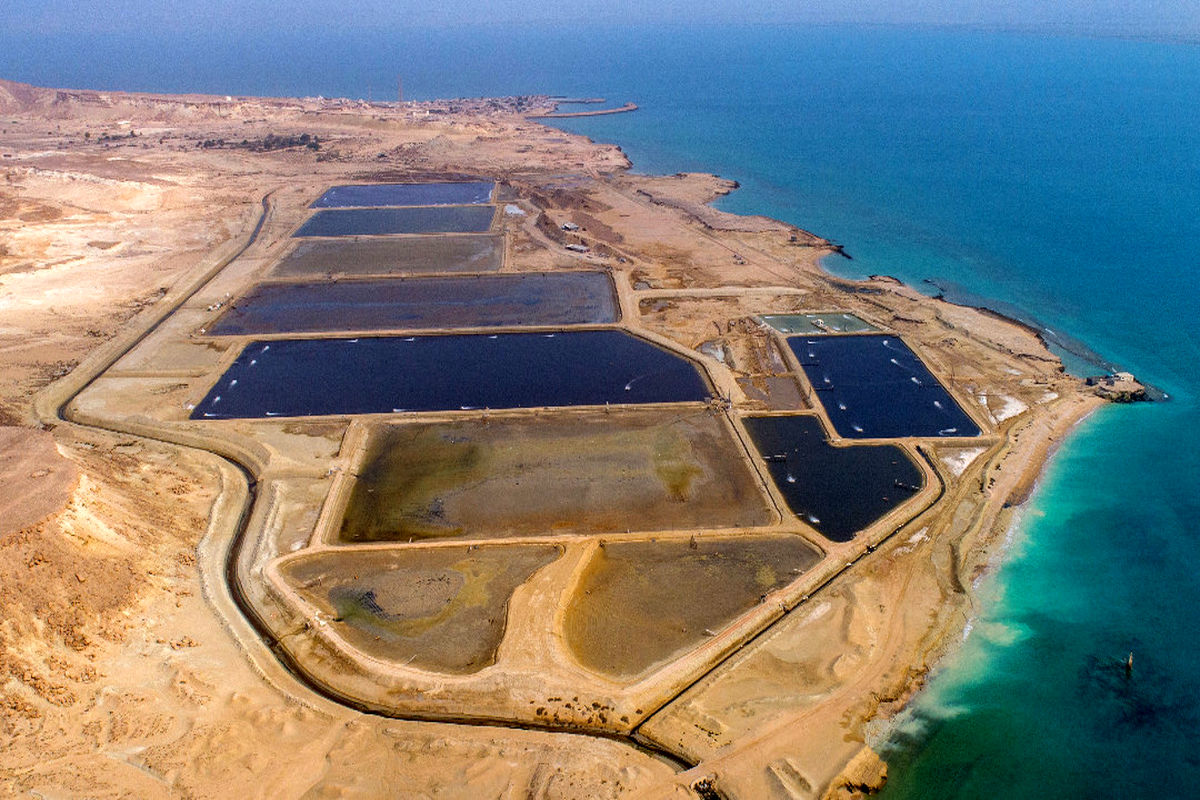 پرورش میگو در قشم