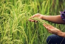تولید ارقام جدید برنج، سویا و پنبه با فناوری هسته‌ای شتاب می‌گیرد