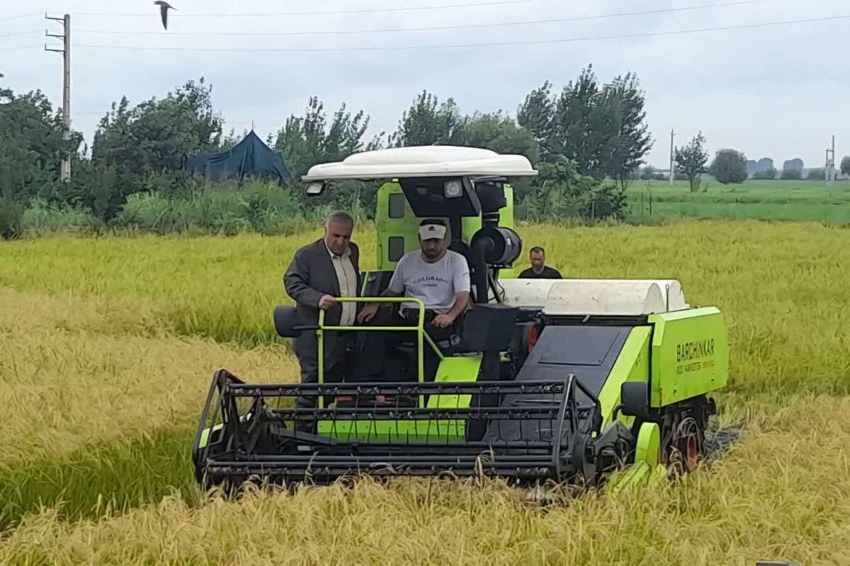 برداشت برنج ساری 