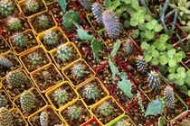 اشتغال مستقیم یک‌هزار نفری در بخش گل و گیاه آمل