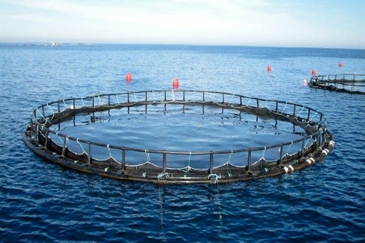 شیلات+هرمزگان