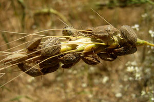 کشاورزان هزینه‌های جاری برای مقابله با سن گندم را خودشان تامین کنند