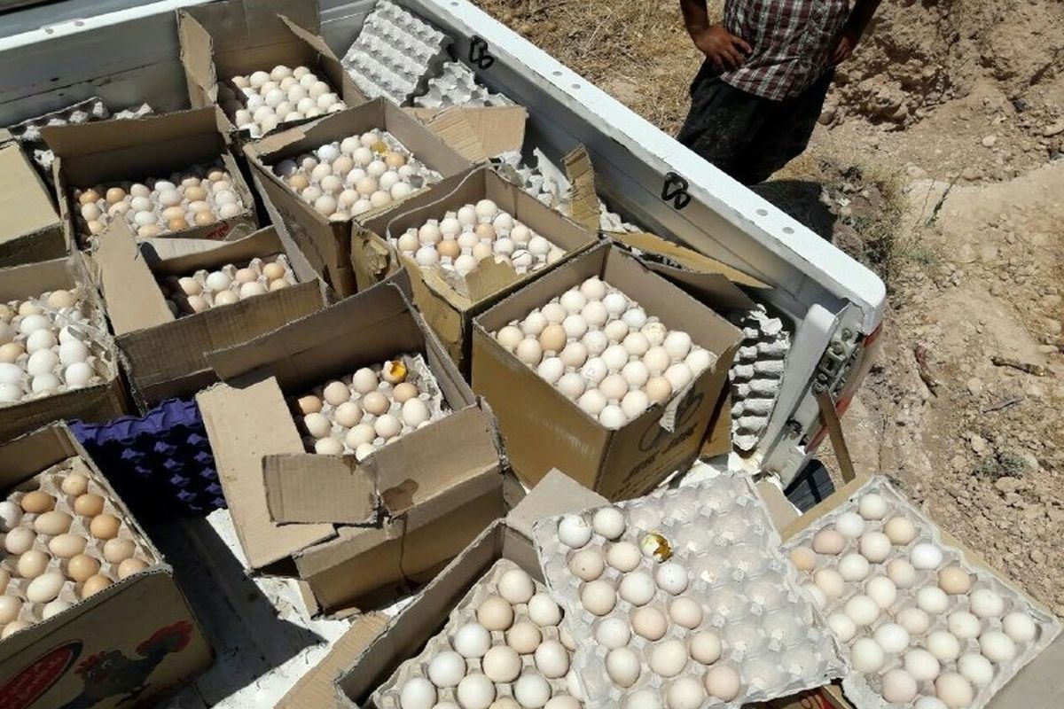 معدوم‌سازی ۲ هزار عدد تخم‌مرغ
