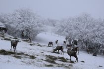 آماده باش محیط بانان اردبیل برای امدادرسانی به حیات وحش