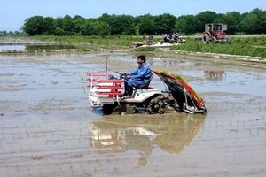 سالانه ۱۰ هزار هکتار از شالیزارهای استان تجهیز و نوسازی شود