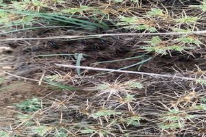 1500 هکتار اراضی کوهستانی آمل کانون یابی ملخ شد