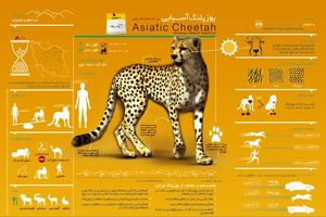 اینفوگرافیک/ نخستین اینفوگرافی پلنگ ایرانی در البرز رونمایی شد