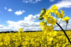 برداشت کلزا از مزارع شهرستان شهرضا آغاز شد