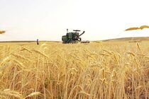خرید تضمینی گندم در کرمانشاه ۱۰ درصد افزایش یافته است