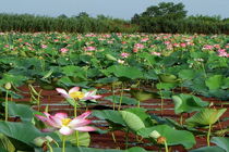 میزبانی رامسر از نشست احیای دفتر منطقه‌ای کنوانسیون تالاب‌ها