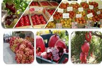 آغاز طرح خرید توافقی محصول انار توسط اتحادیه تعاونی های تولید روستایی استان یزد