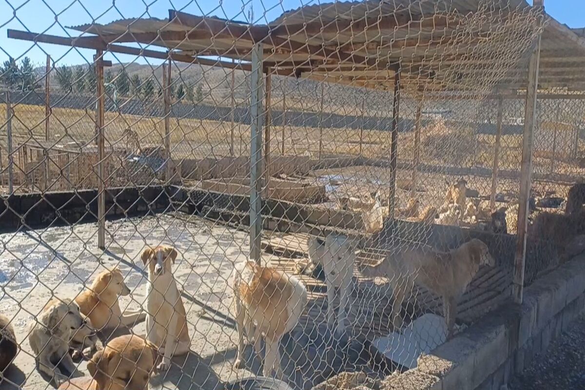 شهرداری