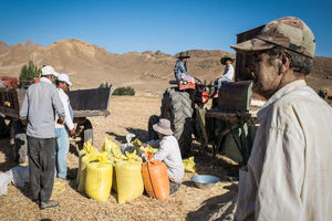 تلاش برای کشف ابعاد پنهان باند مافیای گندم در علی‌آباد کتول ادامه دارد