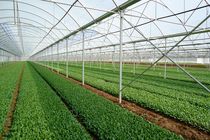 توسعه گلخانه‌های «نت‌هاوس» در جغین رودان شتاب گرفت