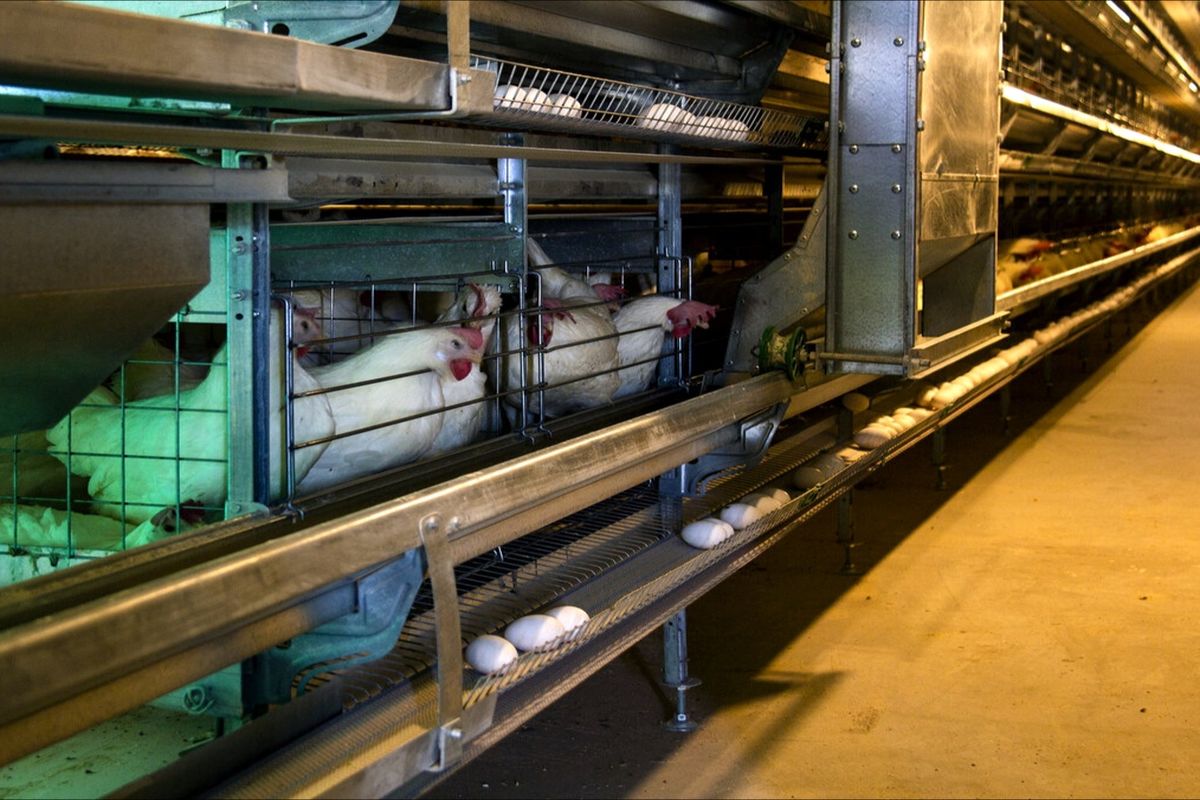  مرغ تخم گذار