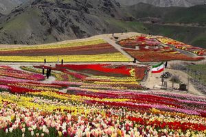 جشنواره لاله های کُندر در خاورمیانه بی نظیراست/کاشت دومیلیون و 100 هزار پیاز لاله در دل طبیعت