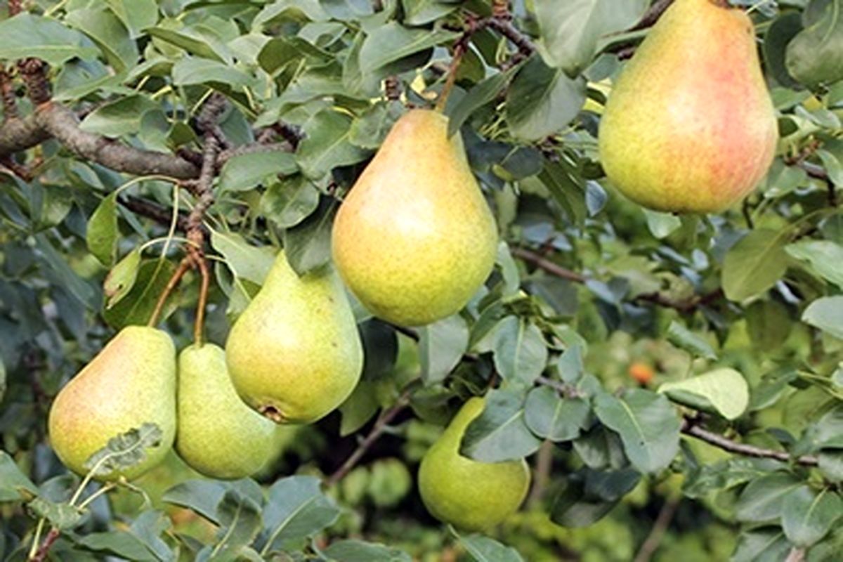 برداشت گلابی